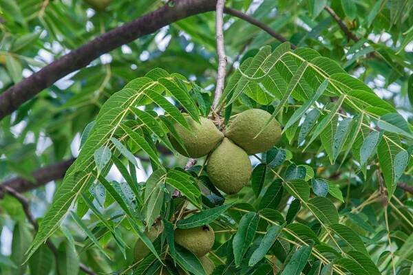 Allelopathy In Plants: What Plants Suppress Other Plants