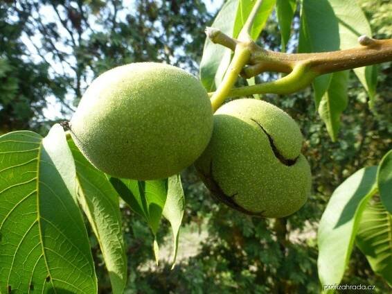 Juglans regia Mars (ořešák královský)