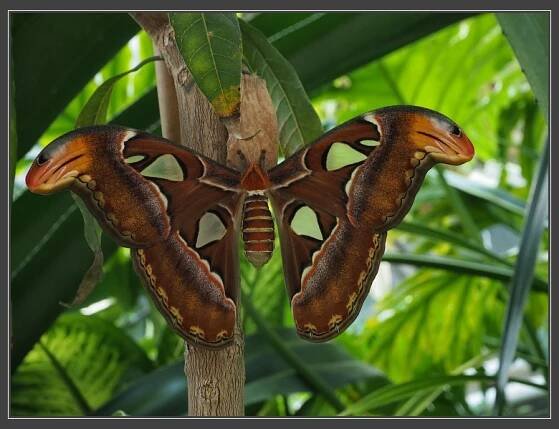 Botanická zahrada PřF MU, martináč Attacus atlas