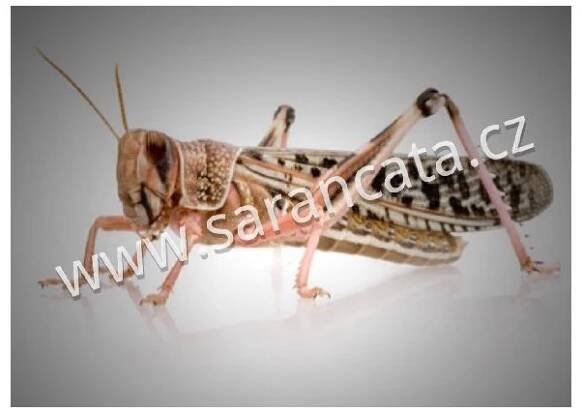 Sarančata dospělci - čerstvě svlečená 5-6cm