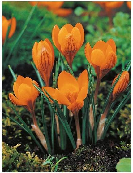 Crocus ORANGE MONARCH