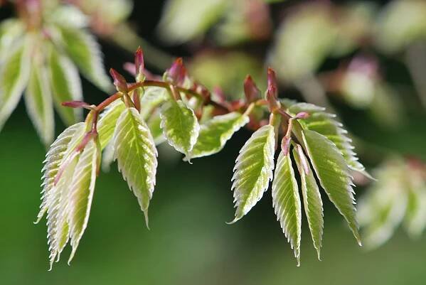 Zelkova pilovitá Variegata - jarní listy (Zelkova serrata)
