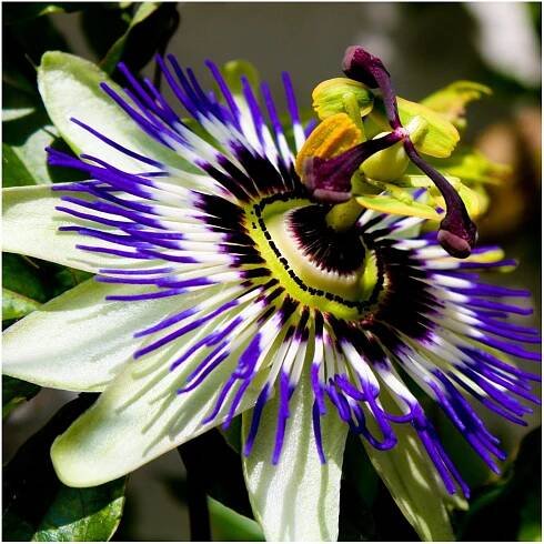 Cena: €2.25 – Blue passion flower seed (Passiflora caerulea)