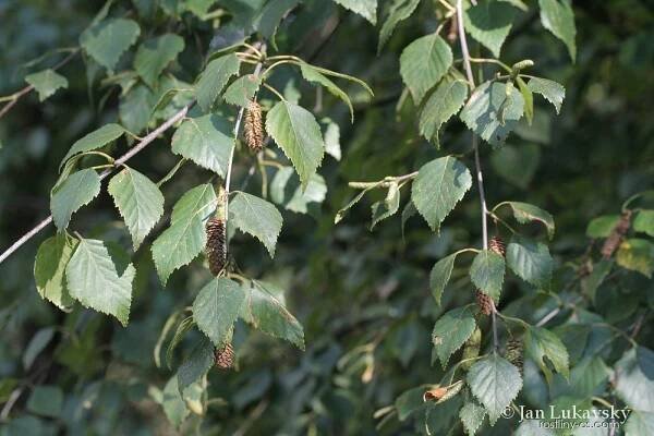 Bříza - Betula x aschersoniana
