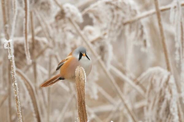 Sýkořice vousatá // Bearded reedling (Panurus biarmicus)