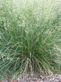 Deschampsia caespitosa - Tufted Hairgrass - ThePollenNation
