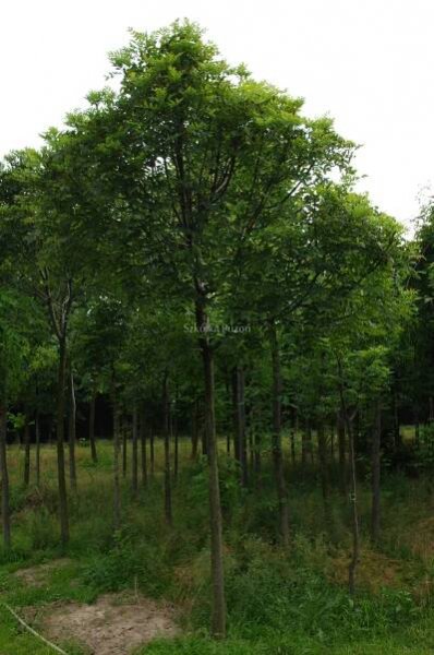 Jasan (FRAXINUS) Různé odrůdy | Trombone Tree Nursery Trombone Nursery 