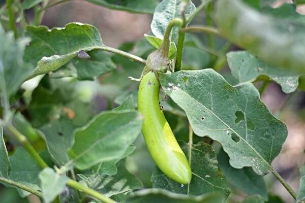bright green banana shaped aubergine