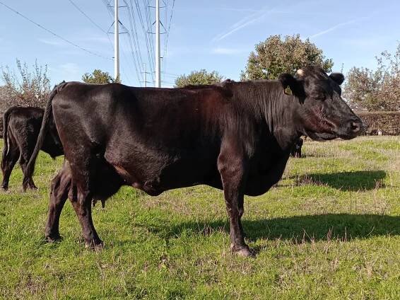 Kruiswijk Moon EX90 | Dexter mini-koeien van stal PorcPrunus