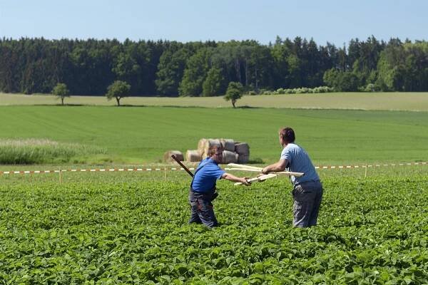 5. červen 2015 – příprava na sklizeň jahod – Farma u Miklasů