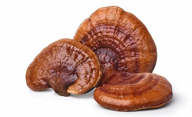 REISHI (Ganoderma)