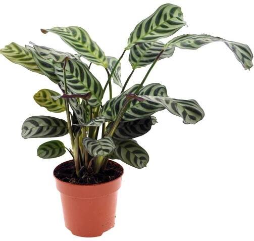 Marante Burle-Marxii (Ctenanthe burle-marxii), výška 30 cm, pr. kv. 12 cm