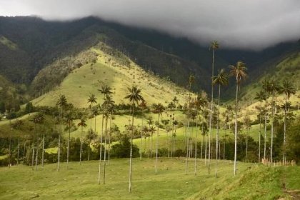 Jedinečné voskové palmy v údolí Cocora, Salento, Kolumbie