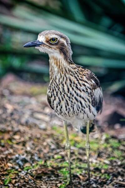 bush stone curlew (burhinus grallarius) - koliha slukovití - stock snímky, obrázky a fotky