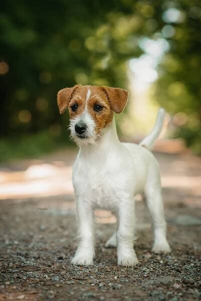 BOW – WOW OD HADÍHO POTOKA – Jack Russell teriér od Hadího potoka