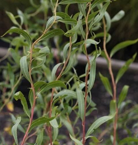 Řízek Vrba kroucená (Salix erythroflexuosa) - balení obsahuje 1 řízek - Zahrada