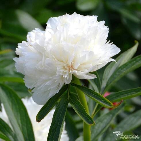 Paeonia officinalis - Perenniculum