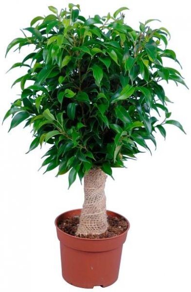 GROW by OBI Fíkus malolistý "Jutový kmen" (Ficus benjamina), pr. kv. 12 cm