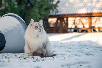 Siberian Cats | Price, Breed Profile ❤️ Monthly Cost, Care 3