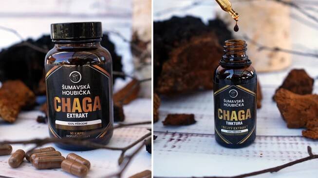 chaga kapsle a tinktura