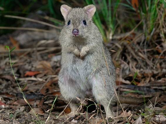 Northern Bettong | Australian Wildlife Conservancy