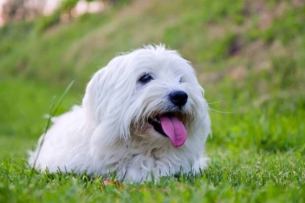 White Coton de Tulear dog lays happily in grass