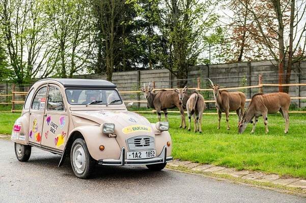 Automobilová závodnice Barbora Holická v sobotu jako první projela Africké safari ve Dvoře Králové a zahájila tak letní sezonu.
