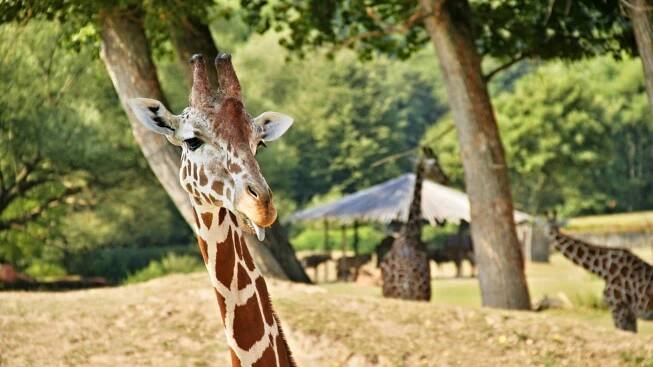 Zoo Dvůr Králové nad Labem – Osobní průvodce a vše důležité (ceník, otevírací doba)