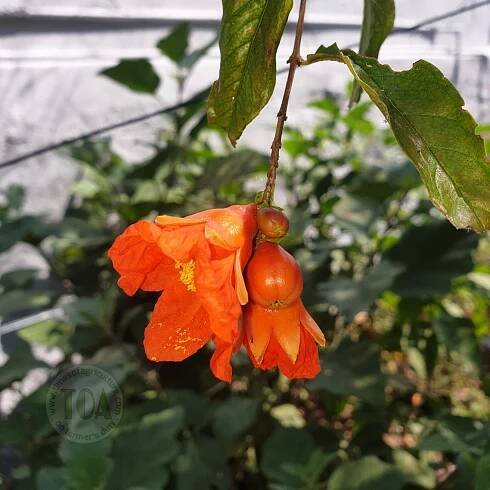 Pomegranate flower and Bud