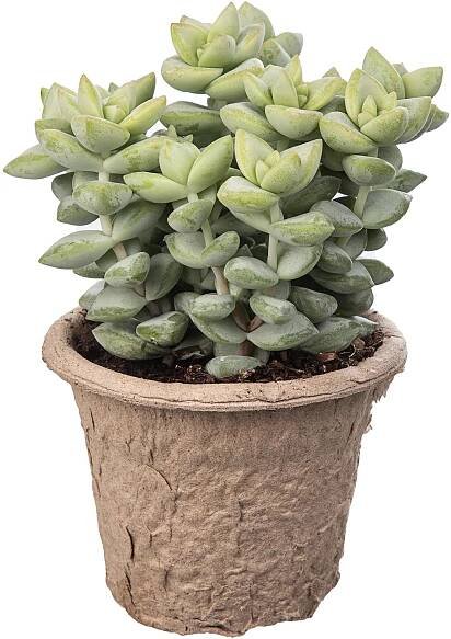 Giromagi Sukulent různé druhy výška 10-15 cm, pr. květináče 6,5 cm