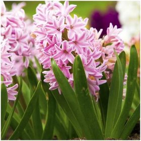 Hyacint Fondant – Hyacinthus fondante – hyacinty – cibule – pěstování