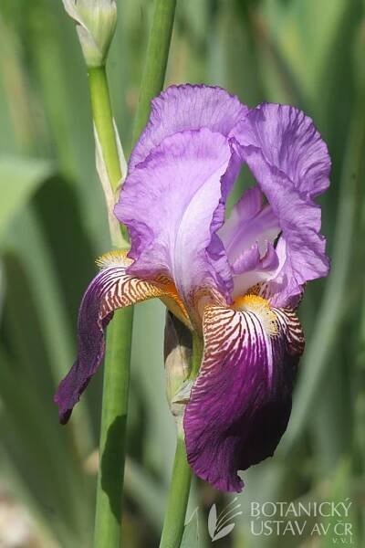 Iris barbata elatior Frieda Mohr (1) | HORTIFOTO | Autoři | iBotky.cz
