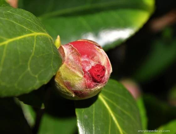 Kamélie japonská (Camellia japonica)