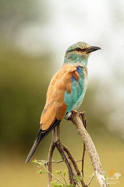 Birding And Wildlife Photo Safari | Greater Kruger National Park