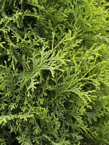 Zerav západní 'Albovariegata' | Západočeská Zahradnická 