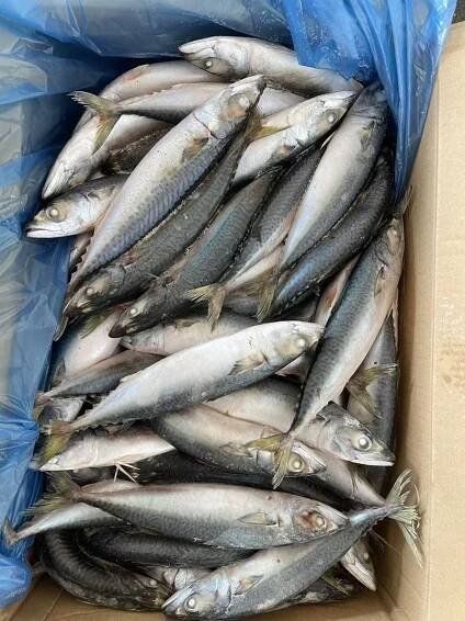 Frozen Pacific Mackerel Seafrozen