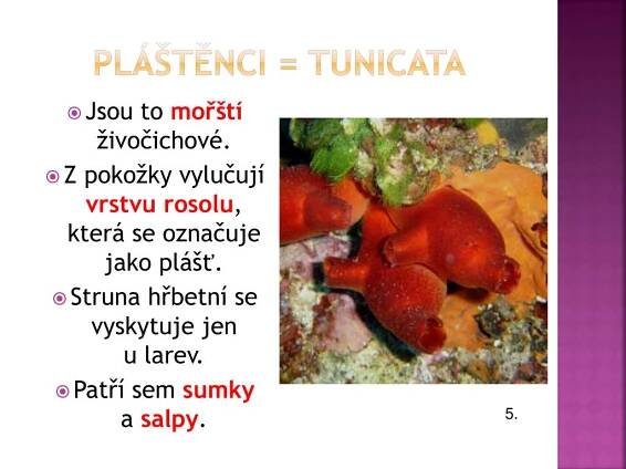 PPT - STRUNATCI pláštěnci, bezlebeční PowerPoint Presentation, free download - ID:4593757