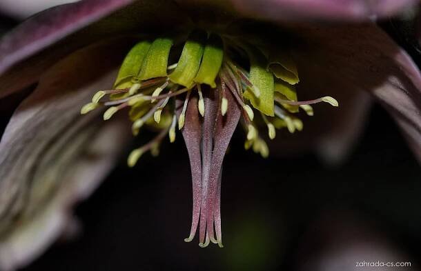 Čemeřice (Helleborus)