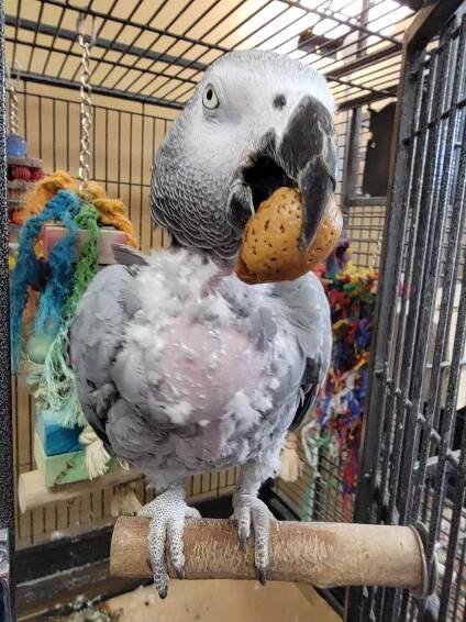 African Grey - Papayago Rescue House
