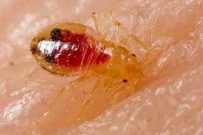 Kolik brouků žije a jak dlouho mohou larvy žít bez potravy