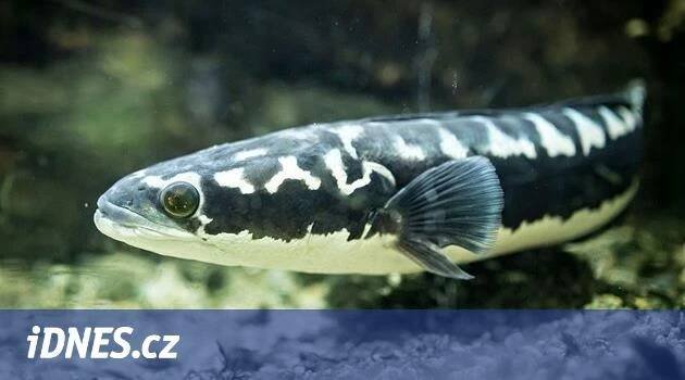 Hadohlavec skvrnitý: Jak žije hadí ryba a proč je invazivní?