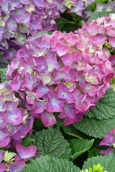 Hortenzie velkolistá 'Curly®Sparkle Blue purple' - Zahradní centrum 