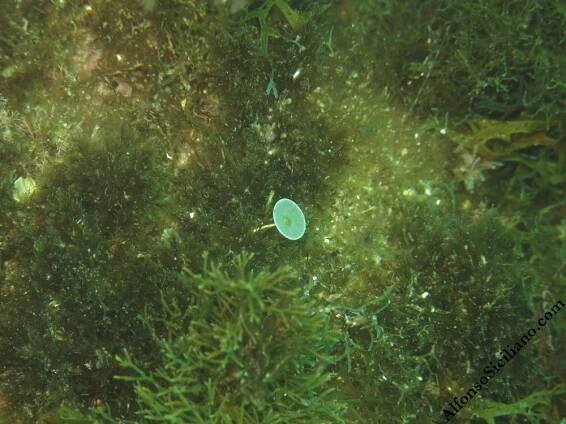 Seaweeds – Alfonso Siciliano, Ph.D.
