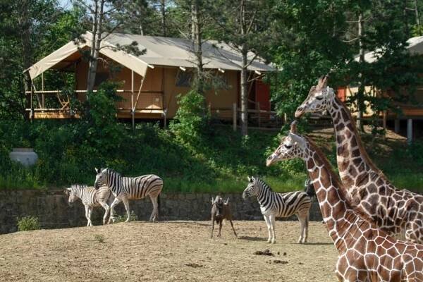 SAFARI PARK Dvůr Králové | Farmy, ZOO, jízdy na koních