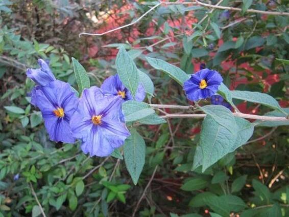 Lycianthes rantonnetii