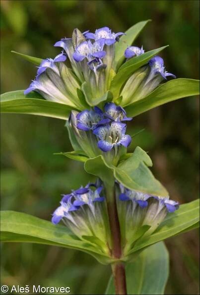 Gentiana cruciata – hořec křížatý