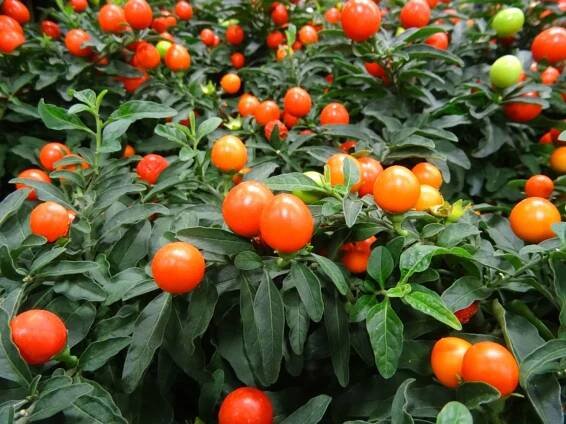 Lilek / Solanum pseudocapsicum 2