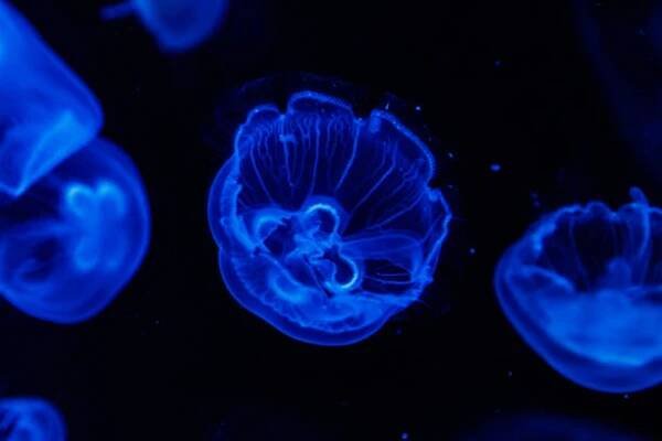 makro aurelia aurita semaeostomeae - medúzovci - stock snímky, obrázky a fotky