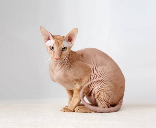 Peterbald cat