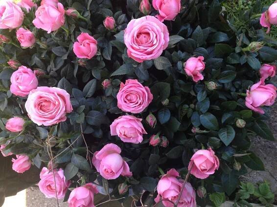 A new King is born – Rosa ApS